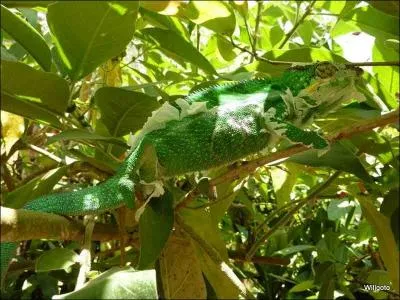 Pourquoi les caméléons ne se voient pas dans les arbres ?
