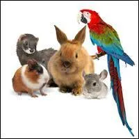 Compléter cette abréviation NAC : Nouvel animal de .................. ?