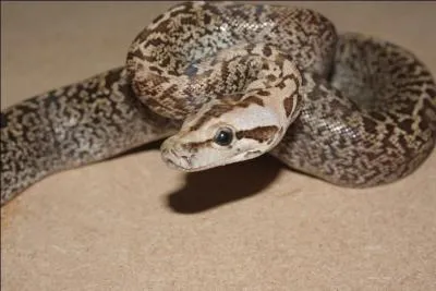 Quel serpent est venimeux ?