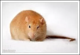 Combien de temps vit en moyenne un rat ?