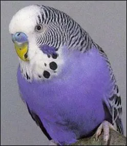 De quel oiseau s'agit-il ?