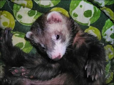 Combien mesure la queue d'une femelle furet ?