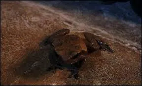 Qui a perdu son crapaud dans le Poudlard Express ?