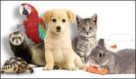 Quelles créatures nos trois amis ne virent-ils pas dans l'animalerie ?