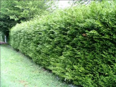 Le mot commence par Annie...