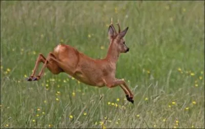 La femelle du chevreuil est :