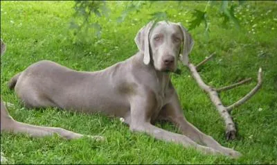 Quel est ce chien à poils courts ?
