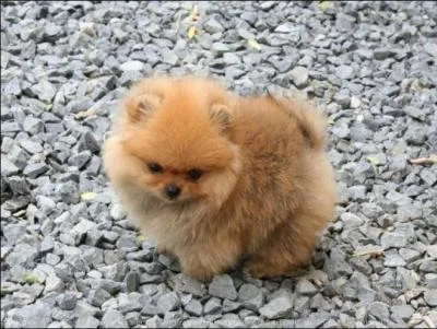 Donnez-moi le nom de cette boule de poils ?