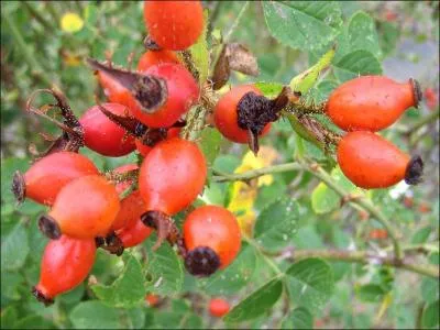 Quel est l'autre nom du poil à gratter ?