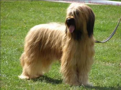 A quelle époque de l'année un chien perd-il ses poils ?