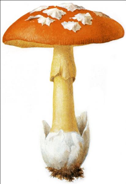 L'amanite des Césars est un champignon comestible.