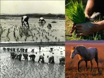 Pendant l'occupation, l'agriculture est un des grands projets de la révolution nationale de Pétain. Pour cela, il va décider d'utiliser un lieu en France pour pouvoir produire un produit que la métropole ne reçoit plus depuis l'occupation.
Quel est ce lieu ?
Quelle est cette plante ?