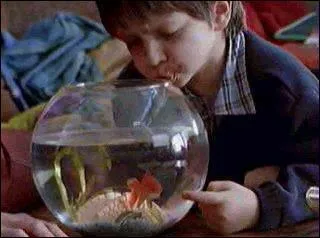 Quel est le prénom de ce poisson rouge qui pousse le bouchon un peu trop loin ?