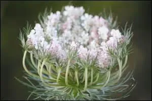 Tiens, vous pensez à désengorger votre foie ou encore à augmenter votre libido, revitaliser votre peau sèche ! C'est simple, inhalation, usage interne, usage externe, avec l'huile essentielle de ----- !