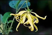 Vous souhaitez retrouver de beaux cheveux brillants et être totalement détendu(e), alors chouchoutez-vous avec cette huile essentielle au parfum envoûtant.