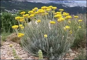 Surtout à ne jamais utiliser si vous prenez des anti-coagulants, sinon cette huile essentielle à base ------- soulagera vos hématomes et en atténuera la douleur.
