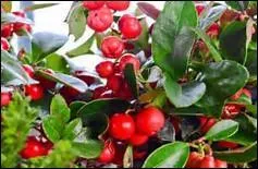 Vous craignez une déchirure musculaire, que faire ? Plongez la main dans votre trousse et ressortez-en l'huile essentielle de --------. Passez le flacon à votre compagnon de voyage qui souffre d'un lumbago, et déjà le parfum qui s'en dégage vous ouvre des horizons !