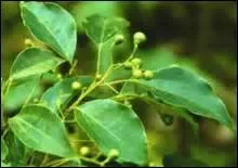 Vous avez pris froid et votre tendance à faire des angines vous inquiète déjà. Vous viendrez à bout de cette infection avec l'huile essentielle de ----- qui combat les microbes pathogènes.