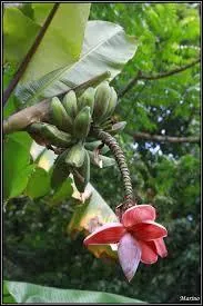 Sur un bananier, qu'appelle t-on "la popote" ?
