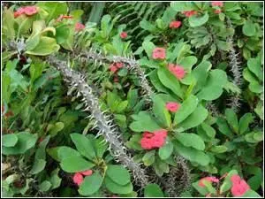 Quel autre nom porte l'euphorbia ou paliure épineux ?