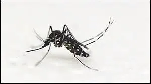 La chaleur guide l'insecte suceur de sang vers vous.
Quel est celui-ci ?