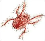 Quelle est cette bestiole vicieuse s'accrochant férocement à la peau et vous faisant craindre des infections bactériennes ?