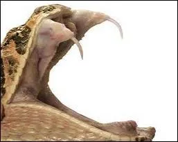 La vipère vous infligera-t-elle une piqûre ou une morsure ?