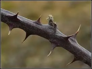 Quelle est cette épine ?