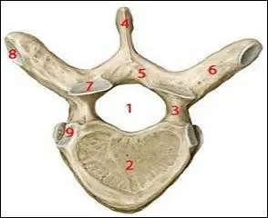 On appelle épine un prolongement osseux de cette partie du squelette. Où se situe-t-elle ?
