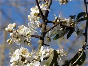 On appelle cet arbuste le prunellier ; une piqûre de l'une de ses épines provoque de telles infections douloureuses que cela nécessite un traitement par antibiotiques.
Quel est l'autre nom du redoutable arbuste ?