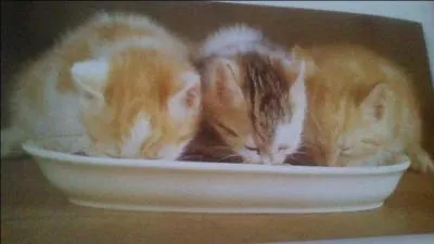 Quand ce manga a-t-il été publié ?