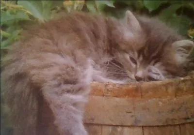 Comment s'appelle l'ami de Chi ?