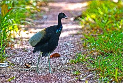 Oiseau d'Amérique du Sud, de la taille d'un coq, appelé oiseau-trompette :