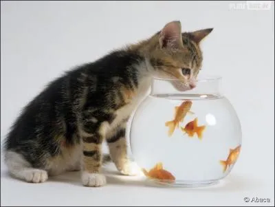 Terme de pêche. Tonneau qui sert à transporter des poissons vivants :