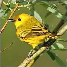 Technique utilisée en ornithologie permettant de suivre les oiseaux sauvages, d'identifier les oiseaux domestiques :