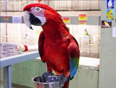 Qui fait la voix de Ventraterre ?