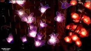 Qu'arrive-t-il aux créateurs de quiz qui font florès ?