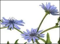 Quel nom porte une plante ne présentant que des fleurs en languette ?