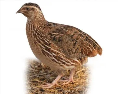 Il fait froid, ça...