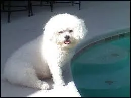 Comment s'appelle le chien d'Abby ?