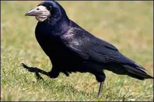 C'est une sorte de corbeau.