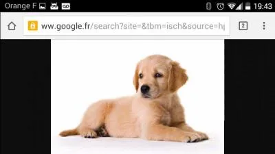 Quelle est l'espèce de Bango, le meilleur ami d'Isabelle ?