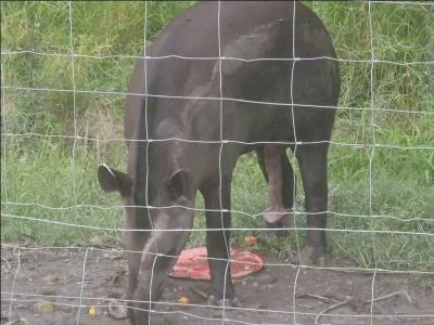 De ces trois pays, dans lequel peut-on voir cet animal à l'état sauvage ?