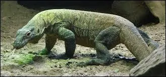 Vous avez capturé une femelle dragon de Komodo, et il vous vient l'idée saugrenue de la relâcher dans une île déserte, voisine de Komodo, que va t-il se passer ?