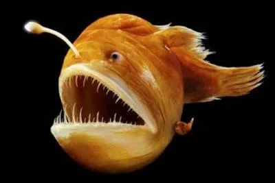 La baudroie abyssale, comme son nom le suggère, vit dans le noir, mais elle est comme tout le monde, il faut bien qu'elle se reproduise, arrive alors un mâle, par l'odeur alléché, dix fois plus petit qu'elle, mais doté d'une envie sexuelle irrépressible, il va donc s'activer, mais de quelle façon ?