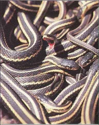 A peine sorti d'hibernation, le serpent jarretière d'Amérique du Nord n'a qu'une idée en tête, la reproduction, problème, les femelles, trois fois plus grosses, sont ... fois moins nombreuses que les mâles !