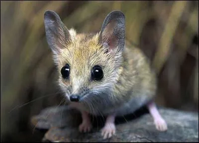 S'il était à notre échelle, ce petit animal d'Australie, malgré son apparence sympathique, nous ficherait une sacrée frousse, c'est un tueur né, capable d'attaquer un scorpion