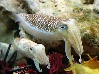 Chez les seiches, la raison du plus fort est toujours la meilleure, et les plus gros mâles font la loi, mais c'est oublier que certains petits jeunes, afin d'assouvir leurs envies, ne manquent pas d'imagination, devinez un peu ce qu'ils font afin d'approcher Dulcinée !