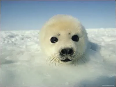 Le bébé phoque du Groenland (blanchon) a un impératif, grossir le plus vite possible, grâce au lait très riche de sa mère, à la naissance, il pèse environ 10 kg, 1O à 12 jours plus tard, il pèse ...
