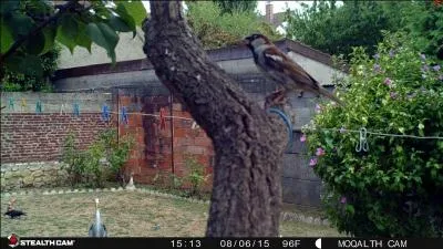 Quels oiseaux voyez-vous sur la photo ?